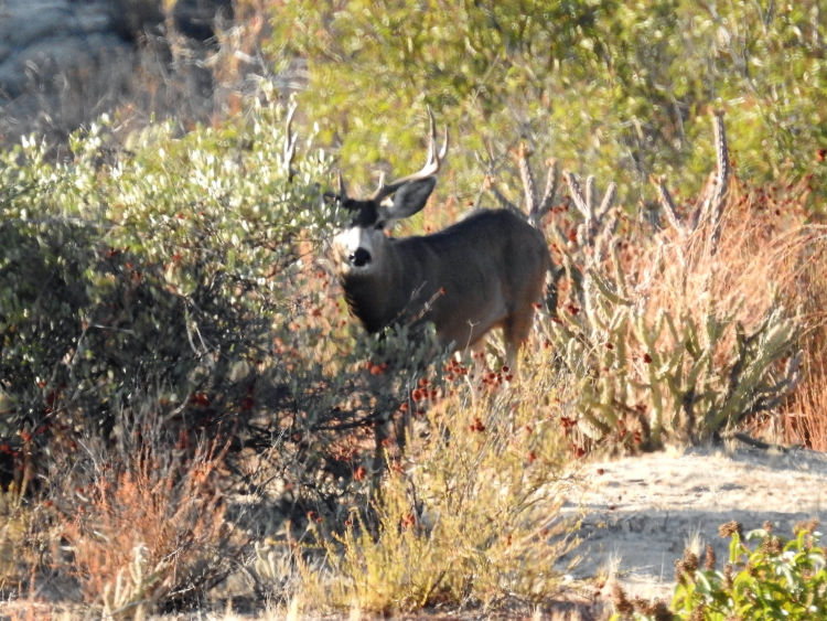 Rancho El Coyote